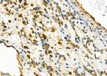 MYO5C Antibody in Immunohistochemistry (Paraffin) (IHC (P))