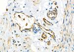 MYO5C Antibody in Immunohistochemistry (Paraffin) (IHC (P))