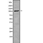 NNT Antibody in Western Blot (WB)