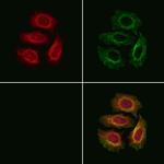 NDUFC1 Antibody in Immunocytochemistry (ICC/IF)