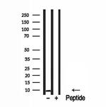 NDUFC1 Antibody in Western Blot (WB)