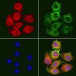 DFNA5 Antibody in Immunocytochemistry (ICC/IF)