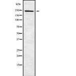 NUP205 Antibody in Western Blot (WB)