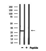 OAZ3 Antibody in Western Blot (WB)