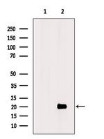 OAZ3 Antibody in Western Blot (WB)