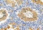 SLC6A17 Antibody in Immunohistochemistry (Paraffin) (IHC (P))