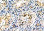 PAOX Antibody in Immunohistochemistry (Paraffin) (IHC (P))