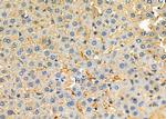 PAOX Antibody in Immunohistochemistry (Paraffin) (IHC (P))