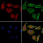 PEX12 Antibody in Immunocytochemistry (ICC/IF)