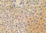 PEX12 Antibody in Immunohistochemistry (Paraffin) (IHC (P))