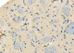 PEX12 Antibody in Immunohistochemistry (Paraffin) (IHC (P))