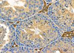 PEX12 Antibody in Immunohistochemistry (Paraffin) (IHC (P))