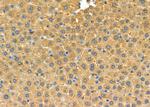 PEX12 Antibody in Immunohistochemistry (Paraffin) (IHC (P))