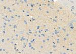 PEX12 Antibody in Immunohistochemistry (Paraffin) (IHC (P))