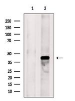 PEX12 Antibody in Western Blot (WB)