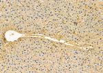 INPP5J Antibody in Immunohistochemistry (Paraffin) (IHC (P))