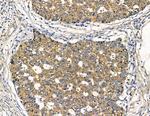 GPLD1 Antibody in Immunohistochemistry (Paraffin) (IHC (P))