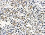 GPLD1 Antibody in Immunohistochemistry (Paraffin) (IHC (P))