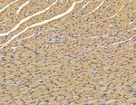 GPLD1 Antibody in Immunohistochemistry (Paraffin) (IHC (P))