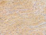 PLD3 Antibody in Immunohistochemistry (Paraffin) (IHC (P))