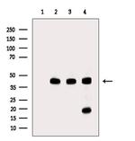 PLD3 Antibody in Western Blot (WB)