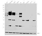 PLD3 Antibody in Western Blot (WB)