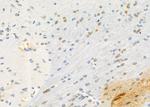 KCNE3 Antibody in Immunohistochemistry (Paraffin) (IHC (P))