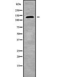 HCN4 Antibody in Western Blot (WB)