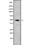 HEAB Antibody in Western Blot (WB)