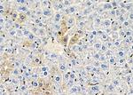 SERPINA10 Antibody in Immunohistochemistry (Paraffin) (IHC (P))