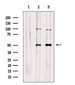 SERPINA10 Antibody in Western Blot (WB)