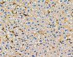 RGPD5 Antibody in Immunohistochemistry (Paraffin) (IHC (P))