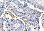 RGPD5 Antibody in Immunohistochemistry (Paraffin) (IHC (P))