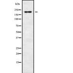 RGPD5 Antibody in Western Blot (WB)