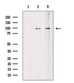 RGS19 Antibody in Western Blot (WB)