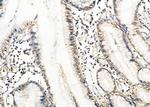 Rhotekin Antibody in Immunohistochemistry (Paraffin) (IHC (P))