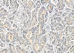 Rhotekin Antibody in Immunohistochemistry (Paraffin) (IHC (P))