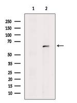 Rhotekin Antibody in Western Blot (WB)