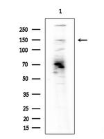 BMS1 Antibody in Western Blot (WB)