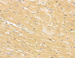 SCARA3 Antibody in Immunohistochemistry (Paraffin) (IHC (P))