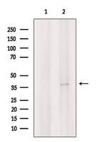 FRZB Antibody in Western Blot (WB)