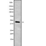 SEPT5 Antibody in Western Blot (WB)