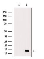 Eotaxin 3 Antibody in Western Blot (WB)