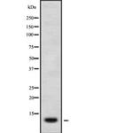 CXCL11 Antibody in Western Blot (WB)