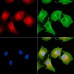 SLC6A12 Antibody in Immunocytochemistry (ICC/IF)