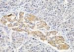 SLC4A7 Antibody in Immunohistochemistry (Paraffin) (IHC (P))