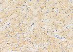 SLC4A7 Antibody in Immunohistochemistry (Paraffin) (IHC (P))