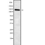 SLC4A7 Antibody in Western Blot (WB)