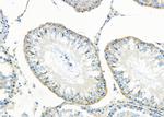 SLC9A11 Antibody in Immunohistochemistry (Paraffin) (IHC (P))