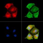 SPAG5 Antibody in Immunocytochemistry (ICC/IF)